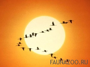птицы летят на юг
