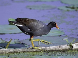 Камышница (водяная курочка)