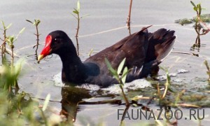 Камышница (водяная курочка)