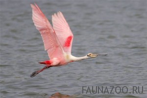 Розовая колпица