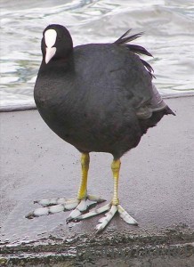 Лысуха