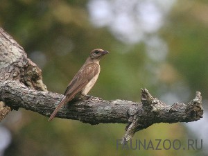 Медоуказчик большой