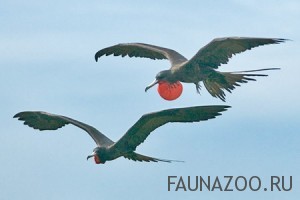 Фрегат великолепный