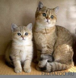 Кошка или кот