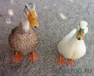Утки и гуси