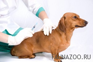Вакцинация собак