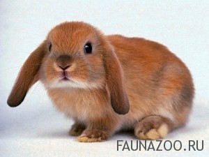 Декоративные кролики