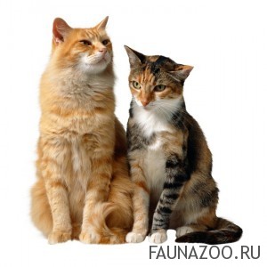 Иерархия кошек