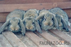 Кролики породы баран