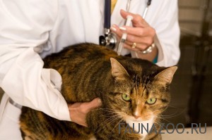 Cat sitting still while he gets his vaccines.