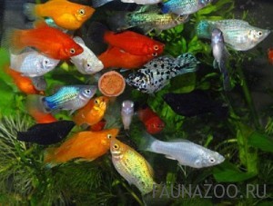 Как правильно кормить аквариумных рыбок