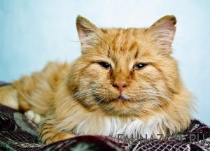 Старая кошка
