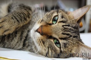 кошка вывихнула сустав