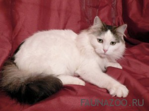 Идеальная кошка