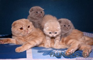 Чем кормить шотландских вислоухих котят