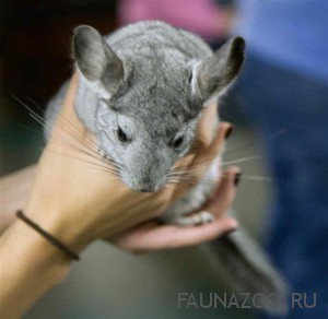 Чем болеют шиншиллы