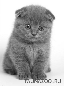 шотландских котах