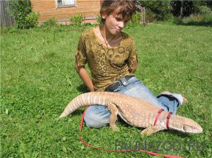 Содержание дома варана
