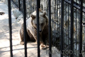 Содержание диких животных в неволе