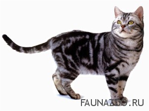 Американская короткошерстная кошка