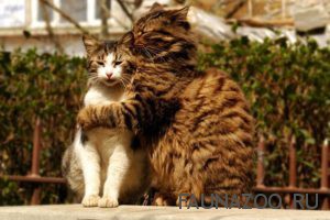 Кошачья психология