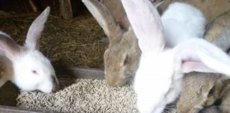 Кормление кроликов комбикормами