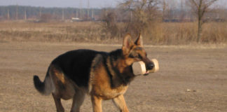 Нужно ли заводить немецкую овчарку