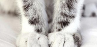 Зачем кошка топчет вас лапками?