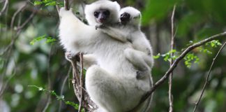 Ореховая сифака