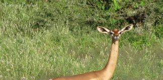 Геренук или жирафовая газель