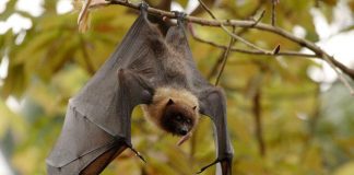 Летучие мыши