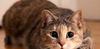 Загадки домашних кошек