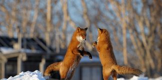 Как ведут себя лисы в зимнее время