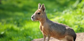 Патагонская мара