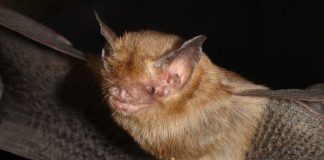 Свиноносая летучая мышь