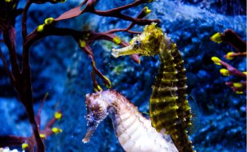 Топ 10 занимательных способов размножения животных