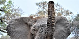 Зачем слону хобот?