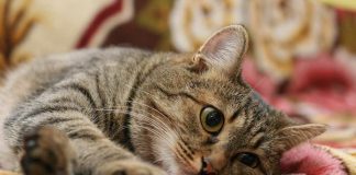 Психология кошек