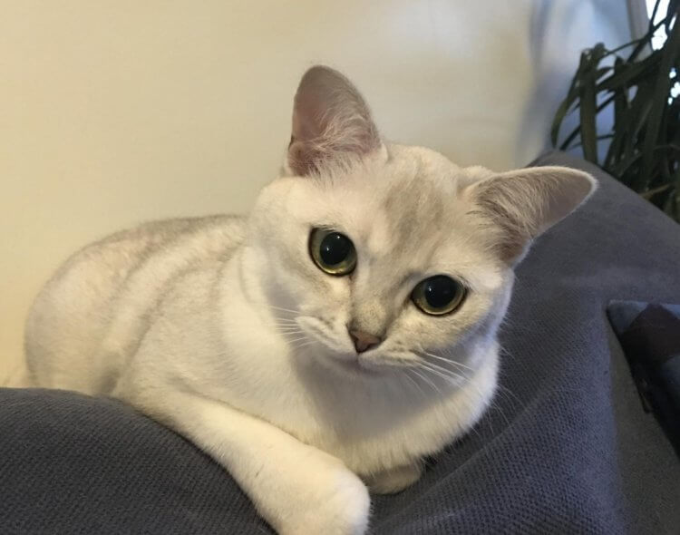 Кошка Бурмилла
