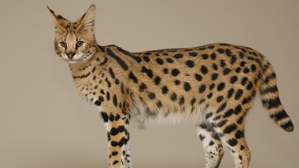 Кошка Саванна