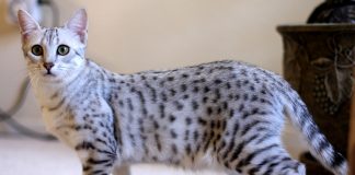 Египетская мау Египетская мау