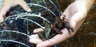 Раки как способ открыть бизнес Раки как способ открыть бизнес