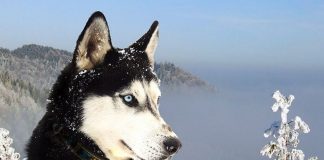 Сибирский хаски