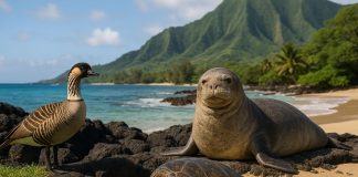 Животные Гавайев Животные Гавайев