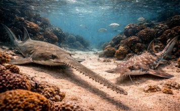 Пилоносы и рыбы-пилы: странные родственники акул