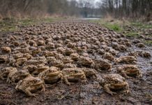 Жаба обыкновенная (Bufo bufo) — один из самых известных и распространённых земноводных Европы. Её можно встретить в лесах, парках, садах и даже на окраинах городов. Но настоящая «магия» этого вида начинается весной: в тёплые влажные ночи жабы массово выходят из укрытий и направляются к водоёмам для размножения. Иногда их так много, что кажется, будто дорогу покрывает живой ковёр. Почему они мигрируют массово Обыкновенные жабы большую часть года живут на суше, прячась под листвой, корягами, в норах и щелях. Водоём им нужен прежде всего для нереста. Важно, что взрослые жабы часто сохраняют «привязанность» к конкретному месту размножения и могут возвращаться в один и тот же пруд или озерцо год за годом. Когда условия совпадают (влажность, температура, отсутствие сильного ветра), тысячи особей начинают движение почти одновременно. Как выглядит «ковровая» миграция Пик приходится на вечер и ночь. На тропинках, лесных дорогах и обочинах можно увидеть: взрослых самцов, которые обычно мельче самок, самок, часто несущих на спине «пассажира»-самца, пары, которые движутся медленно, но упорно. Самцы иногда прибывают первыми и ждут самок у воды. Конкуренция высокая, поэтому на одну самку может приходиться несколько самцов. Размножение и развитие Икра откладывается длинными шнурами, которые самка «наматывает» на растения или ветки в воде. Головастики развиваются несколько недель, после чего маленькие жабки выходят на сушу — иногда тоже массово, целыми «волнами». Зачем жаба нужна экосистеме Обыкновенная жаба — активный ночной хищник, поедающий насекомых, слизней и других беспозвоночных. В садах она помогает снижать численность вредителей, а в природе поддерживает баланс в пищевых сетях. Угрозы Главный риск для миграций — дороги: во время массовых переходов гибнет много животных. Поэтому в ряде стран делают временные ограждения и «жабьи тоннели», а волонтёры помогают переносить амфибий.