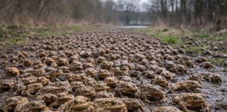 Жаба обыкновенная (Bufo bufo) — один из самых известных и распространённых земноводных Европы. Её можно встретить в лесах, парках, садах и даже на окраинах городов. Но настоящая «магия» этого вида начинается весной: в тёплые влажные ночи жабы массово выходят из укрытий и направляются к водоёмам для размножения. Иногда их так много, что кажется, будто дорогу покрывает живой ковёр. Почему они мигрируют массово Обыкновенные жабы большую часть года живут на суше, прячась под листвой, корягами, в норах и щелях. Водоём им нужен прежде всего для нереста. Важно, что взрослые жабы часто сохраняют «привязанность» к конкретному месту размножения и могут возвращаться в один и тот же пруд или озерцо год за годом. Когда условия совпадают (влажность, температура, отсутствие сильного ветра), тысячи особей начинают движение почти одновременно. Как выглядит «ковровая» миграция Пик приходится на вечер и ночь. На тропинках, лесных дорогах и обочинах можно увидеть: взрослых самцов, которые обычно мельче самок, самок, часто несущих на спине «пассажира»-самца, пары, которые движутся медленно, но упорно. Самцы иногда прибывают первыми и ждут самок у воды. Конкуренция высокая, поэтому на одну самку может приходиться несколько самцов. Размножение и развитие Икра откладывается длинными шнурами, которые самка «наматывает» на растения или ветки в воде. Головастики развиваются несколько недель, после чего маленькие жабки выходят на сушу — иногда тоже массово, целыми «волнами». Зачем жаба нужна экосистеме Обыкновенная жаба — активный ночной хищник, поедающий насекомых, слизней и других беспозвоночных. В садах она помогает снижать численность вредителей, а в природе поддерживает баланс в пищевых сетях. Угрозы Главный риск для миграций — дороги: во время массовых переходов гибнет много животных. Поэтому в ряде стран делают временные ограждения и «жабьи тоннели», а волонтёры помогают переносить амфибий.