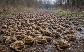 Жаба обыкновенная (Bufo bufo) — один из самых известных и распространённых земноводных Европы. Её можно встретить в лесах, парках, садах и даже на окраинах городов. Но настоящая «магия» этого вида начинается весной: в тёплые влажные ночи жабы массово выходят из укрытий и направляются к водоёмам для размножения. Иногда их так много, что кажется, будто дорогу покрывает живой ковёр. Почему они мигрируют массово Обыкновенные жабы большую часть года живут на суше, прячась под листвой, корягами, в норах и щелях. Водоём им нужен прежде всего для нереста. Важно, что взрослые жабы часто сохраняют «привязанность» к конкретному месту размножения и могут возвращаться в один и тот же пруд или озерцо год за годом. Когда условия совпадают (влажность, температура, отсутствие сильного ветра), тысячи особей начинают движение почти одновременно. Как выглядит «ковровая» миграция Пик приходится на вечер и ночь. На тропинках, лесных дорогах и обочинах можно увидеть: взрослых самцов, которые обычно мельче самок, самок, часто несущих на спине «пассажира»-самца, пары, которые движутся медленно, но упорно. Самцы иногда прибывают первыми и ждут самок у воды. Конкуренция высокая, поэтому на одну самку может приходиться несколько самцов. Размножение и развитие Икра откладывается длинными шнурами, которые самка «наматывает» на растения или ветки в воде. Головастики развиваются несколько недель, после чего маленькие жабки выходят на сушу — иногда тоже массово, целыми «волнами». Зачем жаба нужна экосистеме Обыкновенная жаба — активный ночной хищник, поедающий насекомых, слизней и других беспозвоночных. В садах она помогает снижать численность вредителей, а в природе поддерживает баланс в пищевых сетях. Угрозы Главный риск для миграций — дороги: во время массовых переходов гибнет много животных. Поэтому в ряде стран делают временные ограждения и «жабьи тоннели», а волонтёры помогают переносить амфибий.