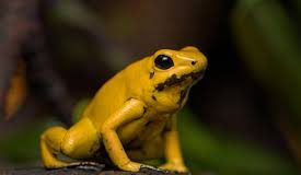 Золотая древолазка Эквадора