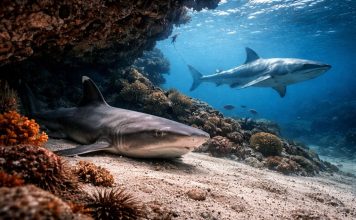 Как акулы спят и нужно ли им двигаться постоянно